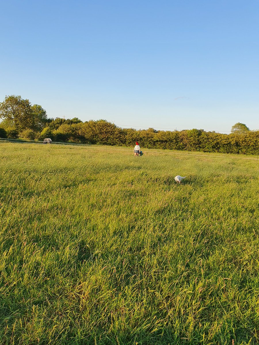We are still here and still going strong. Obviously no competing but still busy busy with Nev and Mouse as well as lots of other projects and clients horses. Here's a couple of pics from the #lockdown