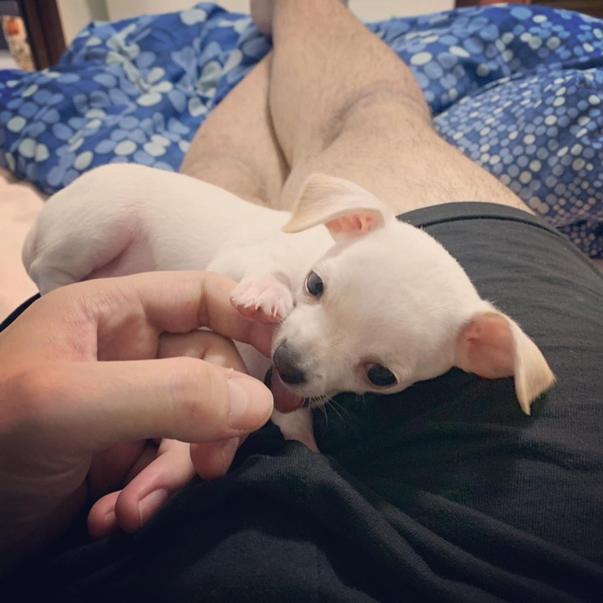 cuoreazzurroNap's tweet image. Benvenuto Dries 💙 @dries_mertens14 #Chihuahua #chiwawa #love #dog