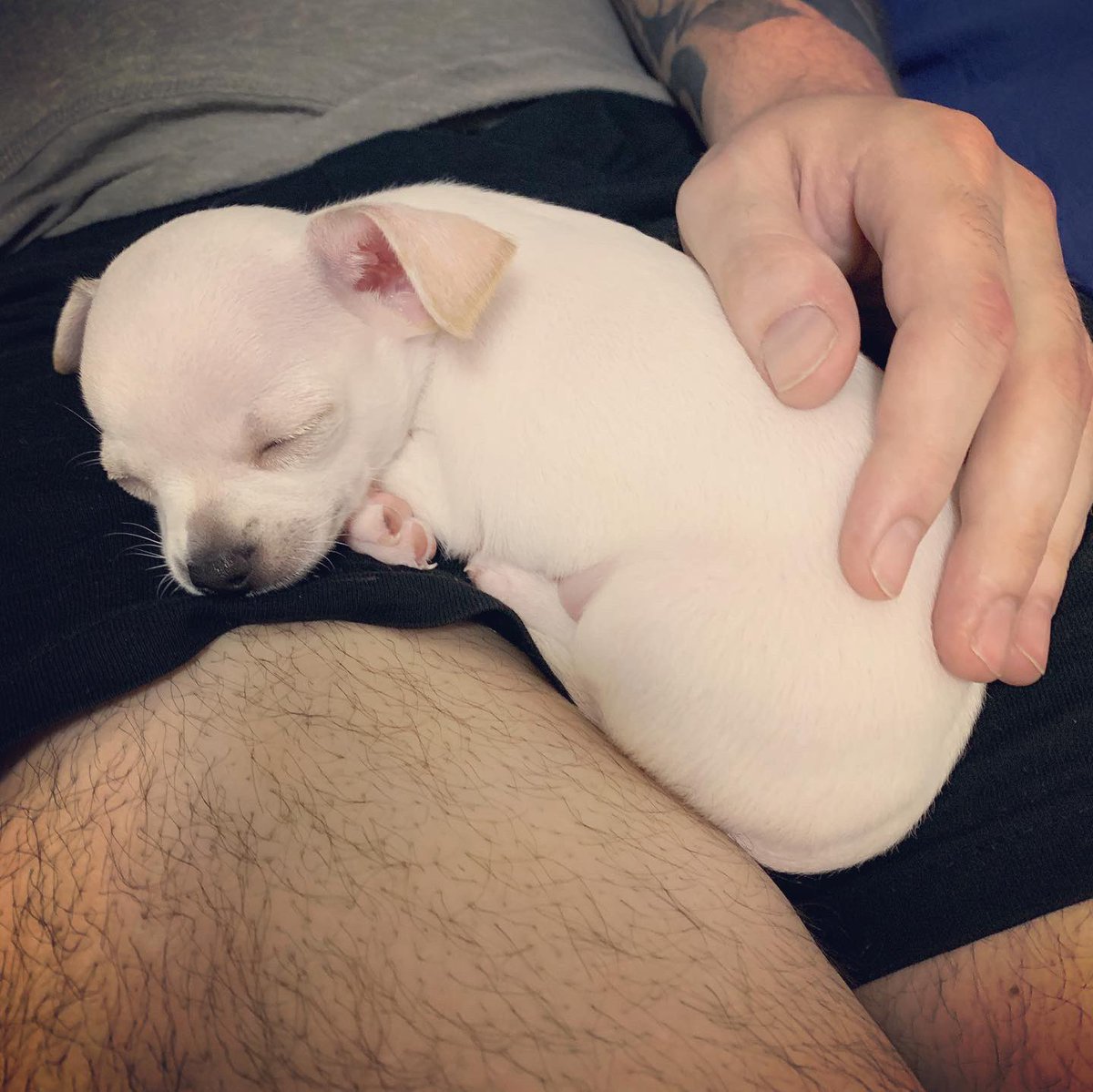 cuoreazzurroNap's tweet image. Benvenuto Dries 💙 @dries_mertens14 #Chihuahua #chiwawa #love #dog