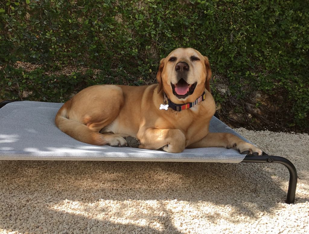 Weston_tyl's tweet photo. It’s Sunday, Im highly motivated to do nothing but eat, and sleep.
#lazy #sloth #lazy #yellolab #dog #dogsoftwitter #dogs #labrador #labradorsoftwitter #sleepydog #goodboy https://t.co/ZyQzQMVONb