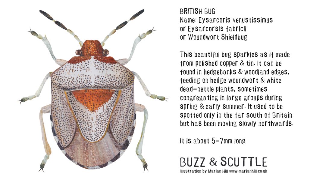 #BugIllustrationOfTheDay: Woundwort Shieldbug. I have been very pleased to find these beautiful bugs in our garden in central Bath! I am aiming to illustrate as many UK beetles &amp; bugs as possible. Suggestions welcome! ⁦@Simon_Robson69⁩ ⁦<a href="/shotbert/">bob catchpole</a>⁩ #pentatomisae