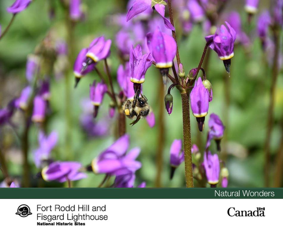 FortRoddFisgard's tweet photo. Meet your first #NatureNeighbour: Henderson’s Shooting Star! You won’t find these stars in the night sky, but rather in Garry oak meadows and open woodlands.
#ParksHomeAdventure
#GrowingTogether https://t.co/TwmHs3m6Ih