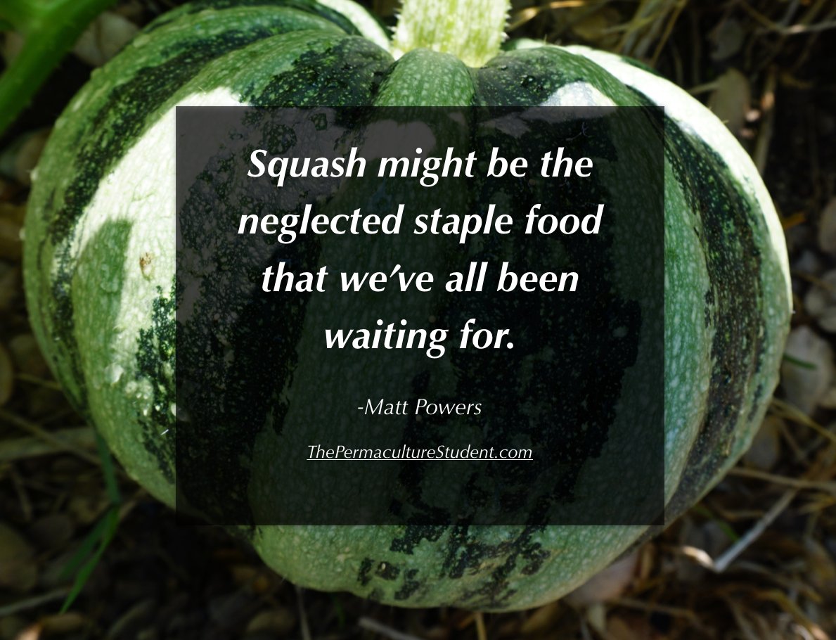 MattPowersSoil's tweet photo. Are you planting #Squash this year? https://t.co/ic8tm204ea