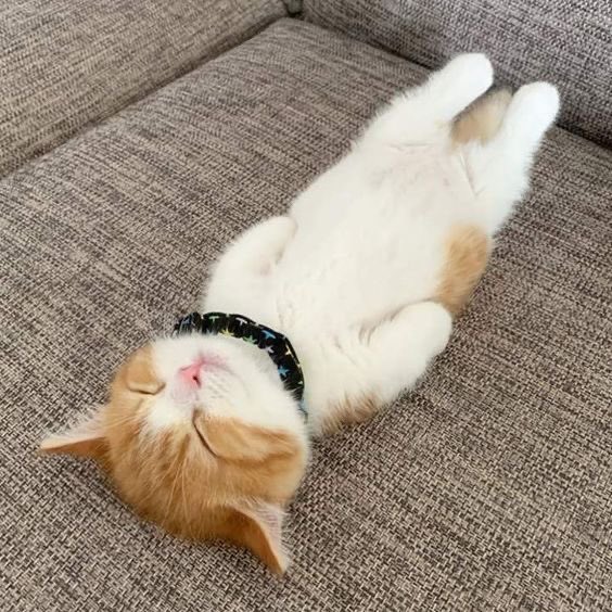 carrot bagel (@a_daisy_home) on Twitter photo 