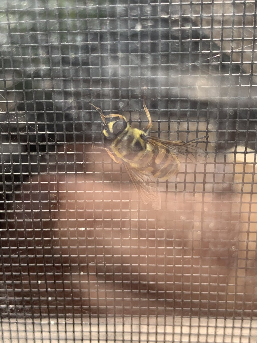 A bee that I think is a fly