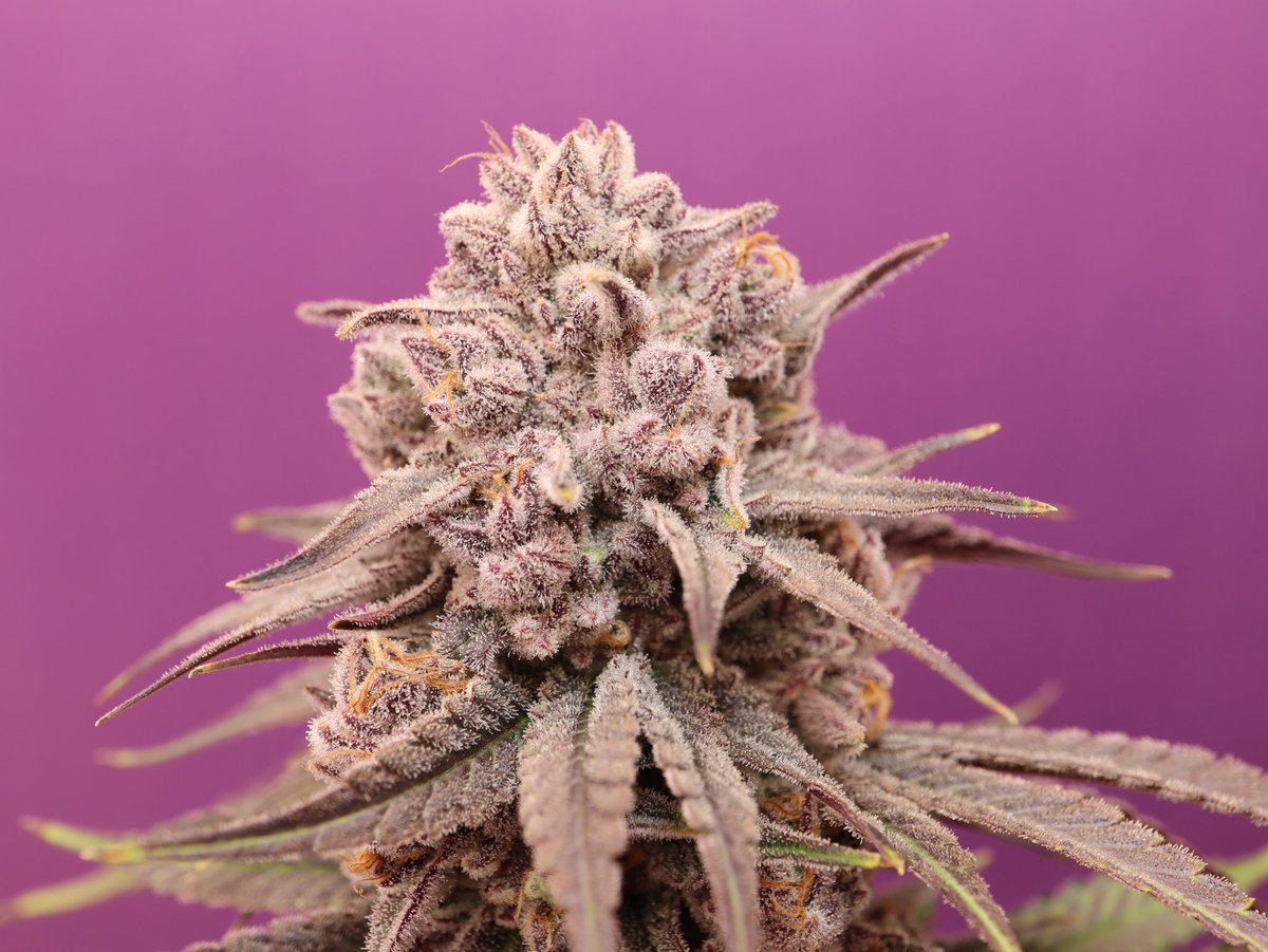 MotherLabs's tweet image. Black cherry punch pre harvest shots from Friday 😍 # motherscut