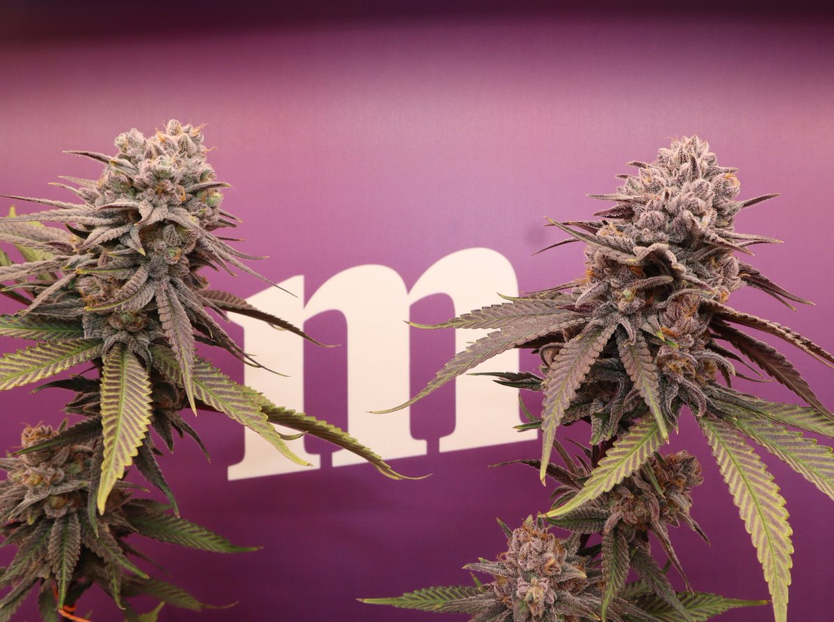 MotherLabs's tweet image. Black cherry punch pre harvest shots from Friday 😍 # motherscut