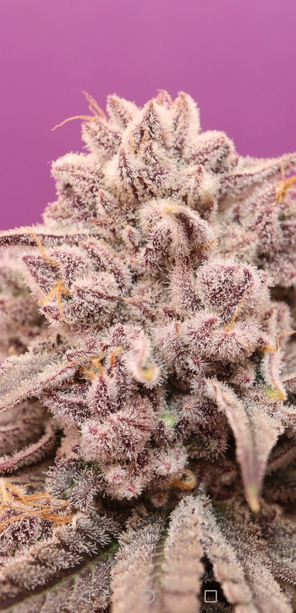 MotherLabs's tweet image. Black cherry punch pre harvest shots from Friday 😍 # motherscut
