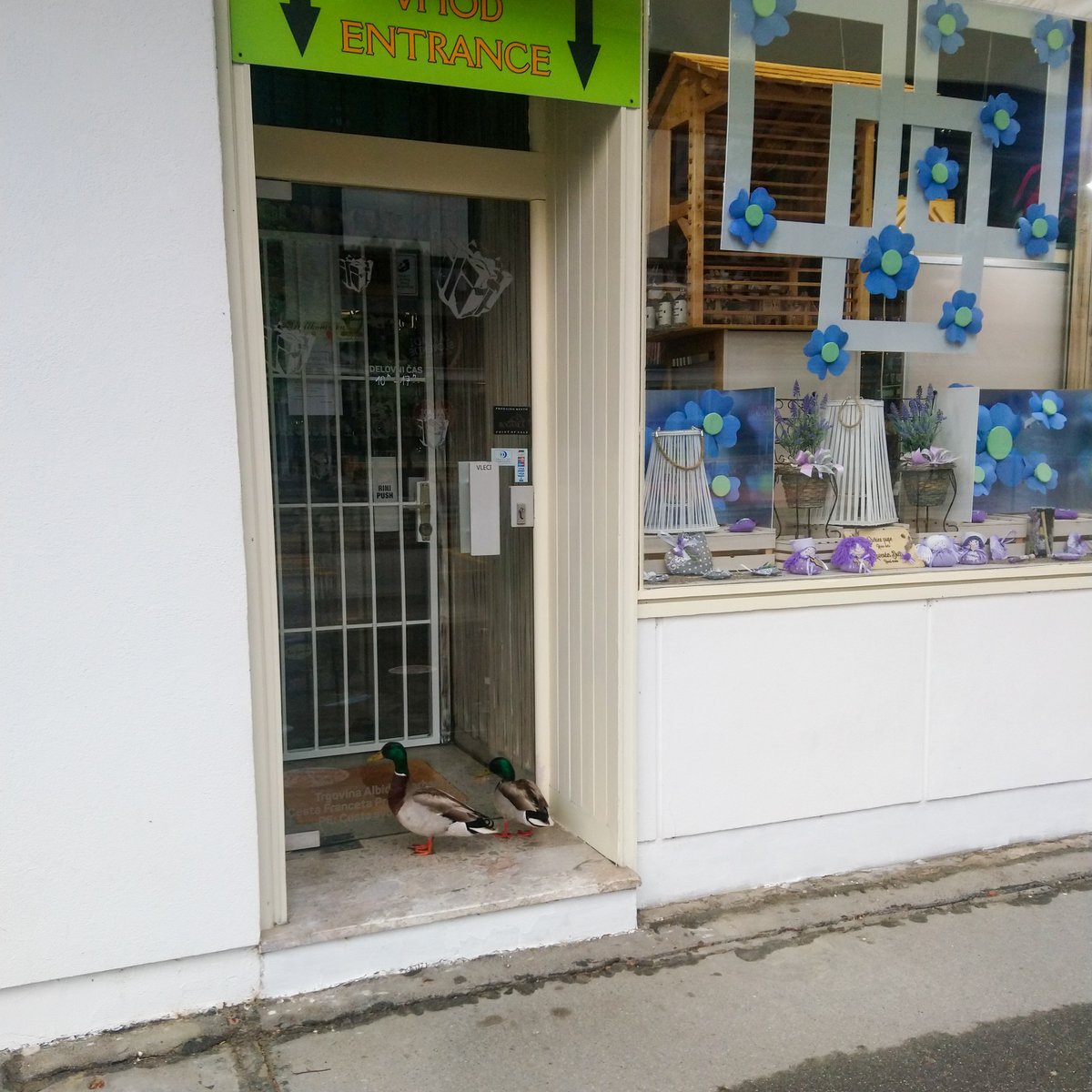bledoscope's tweet photo. Window shopping 🦆  🦆 😊

#LakeBled #ducks #spring https://t.co/FY3Pq2eYfe
