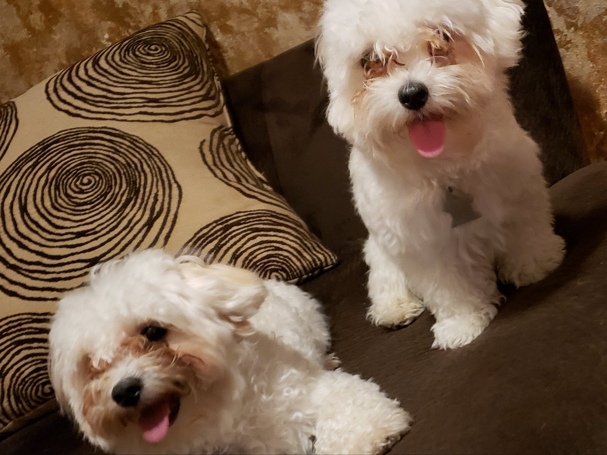 Meet Theo &amp; Doro 
It's their 1st time with legacy and already to get nice , clean &amp; groomed to perfection! #Legacypetcare #Maltipoo  <a href="/LegacyPetCare/">Legacy Pet Care Houston</a>