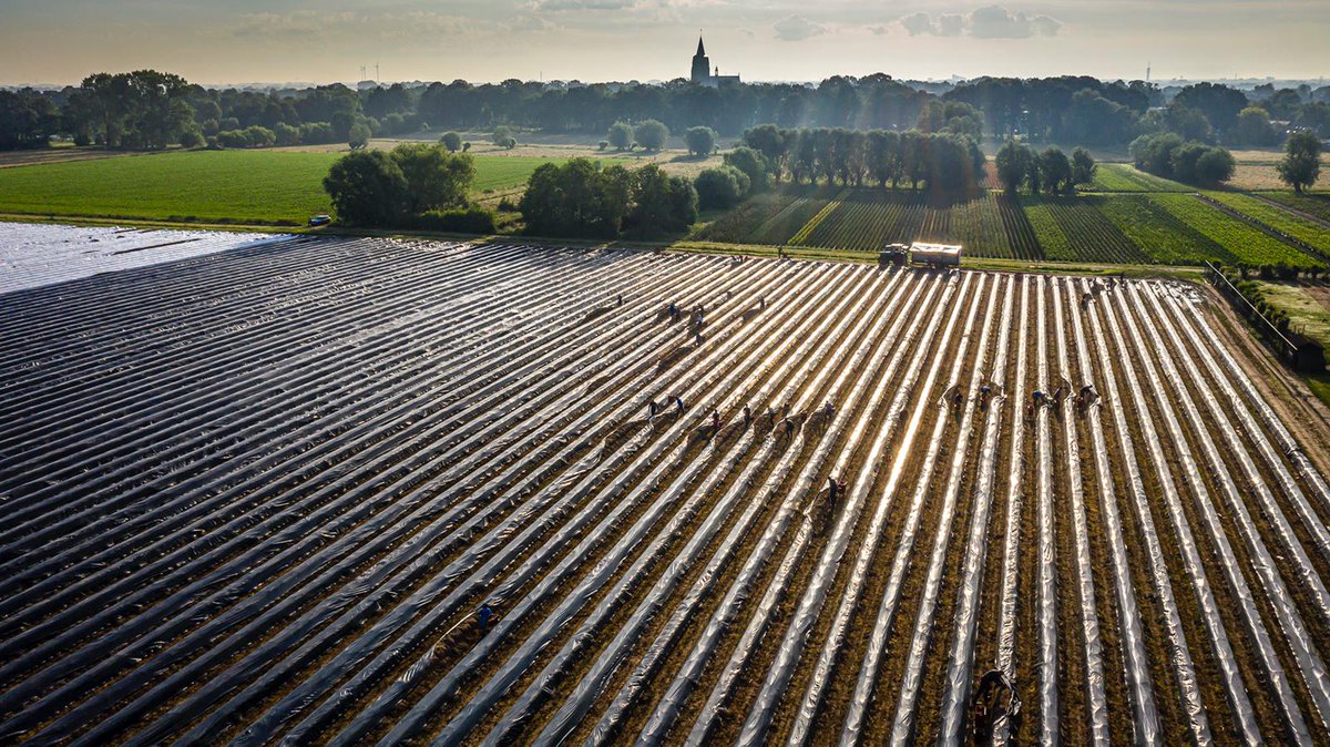 Nog een maandje asperges steken. Ondertussen worden de eerste aardbeien ook geplukt. Nu begint de drukte pas echt.