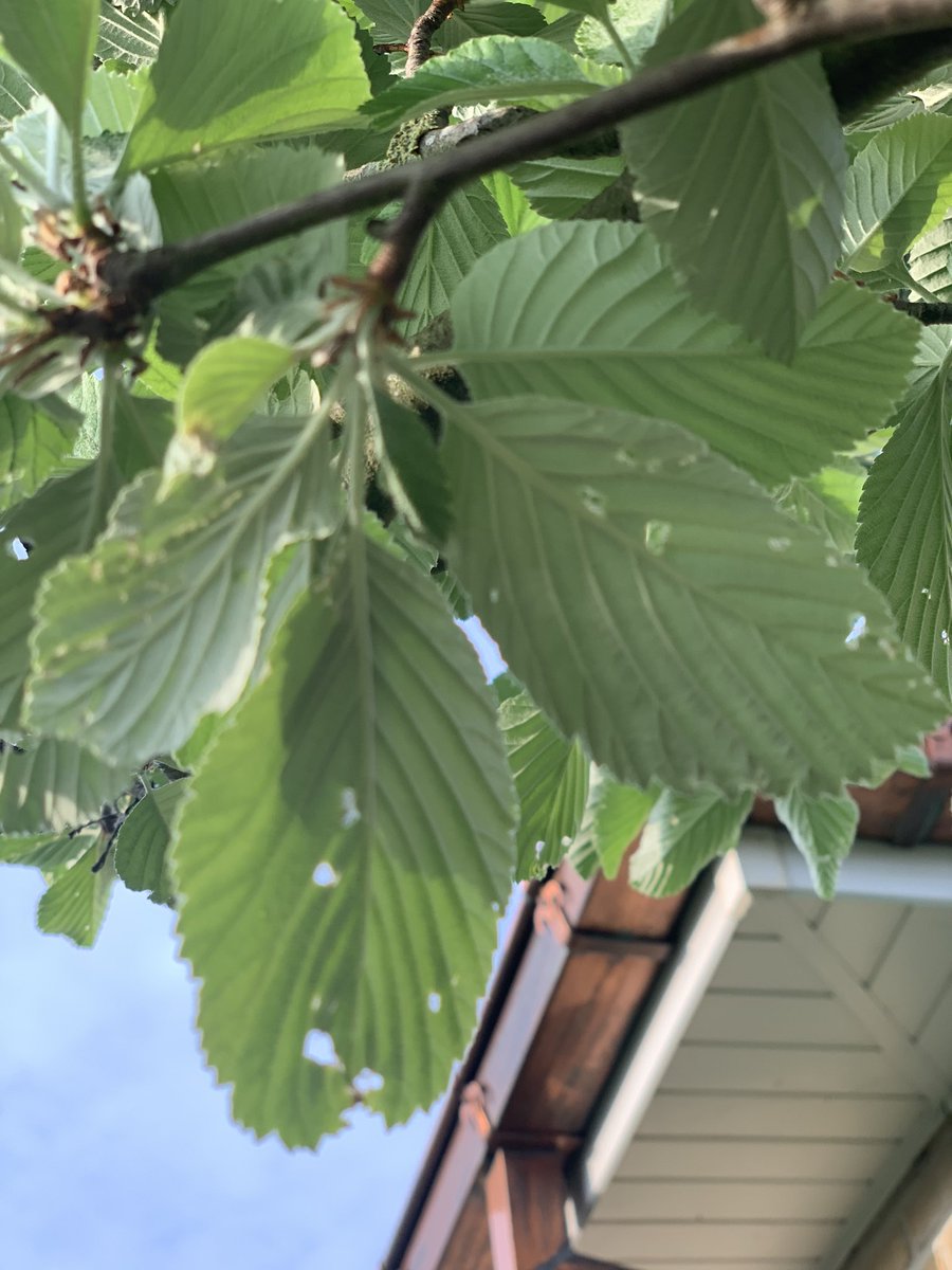 JulieJuf's tweet photo. This week I did a Kindergarten BioBlitz. I investigated and came across all kinds of things. Some I predicted, others not. Here you see some pictures of my observations. #kindergartenbioblitz #kinderbioblitz #nature #investigate @RangerRidley https://t.co/UI7aUh3rgM