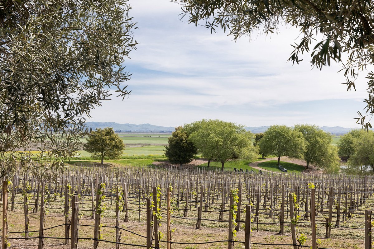 VisitCA's tweet photo. The good thing about ordering food from a winery on #CATakeoutTuesday is that you can easily tack on a wine bottle while you're at it. 
🍷: @RamsGateWinery in @InsideSonoma
🍷: @dancing_fox in @VisitLodi  
🍷: @OakMountainWine in @Visit_Temecula
📷 : @AFARmedia in @InsideSonoma https://t.co/UvB0W9rtV2