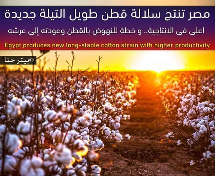 SABERHASSAN8621's tweet photo. #ربنا_كبير
#أفرحوا_ببلدكم
مصر تنتج سلالة قطن طويل التيلة جديدة اعلى في الإنتاجية 
خطة وزارة الزراعة:
1- طرحت أصناف القطن عالي الإنتاجية ومبكر النضج وموفر للمياه 
2- تشجيع الفلاحين على التوسع في زراعته ..
3- تطوير المحالج والمغازل بالتعاون مع وزارتي الصناعة وقطاع الأعمال 👇👇👇 https://t.co/n4Z1dvMirj