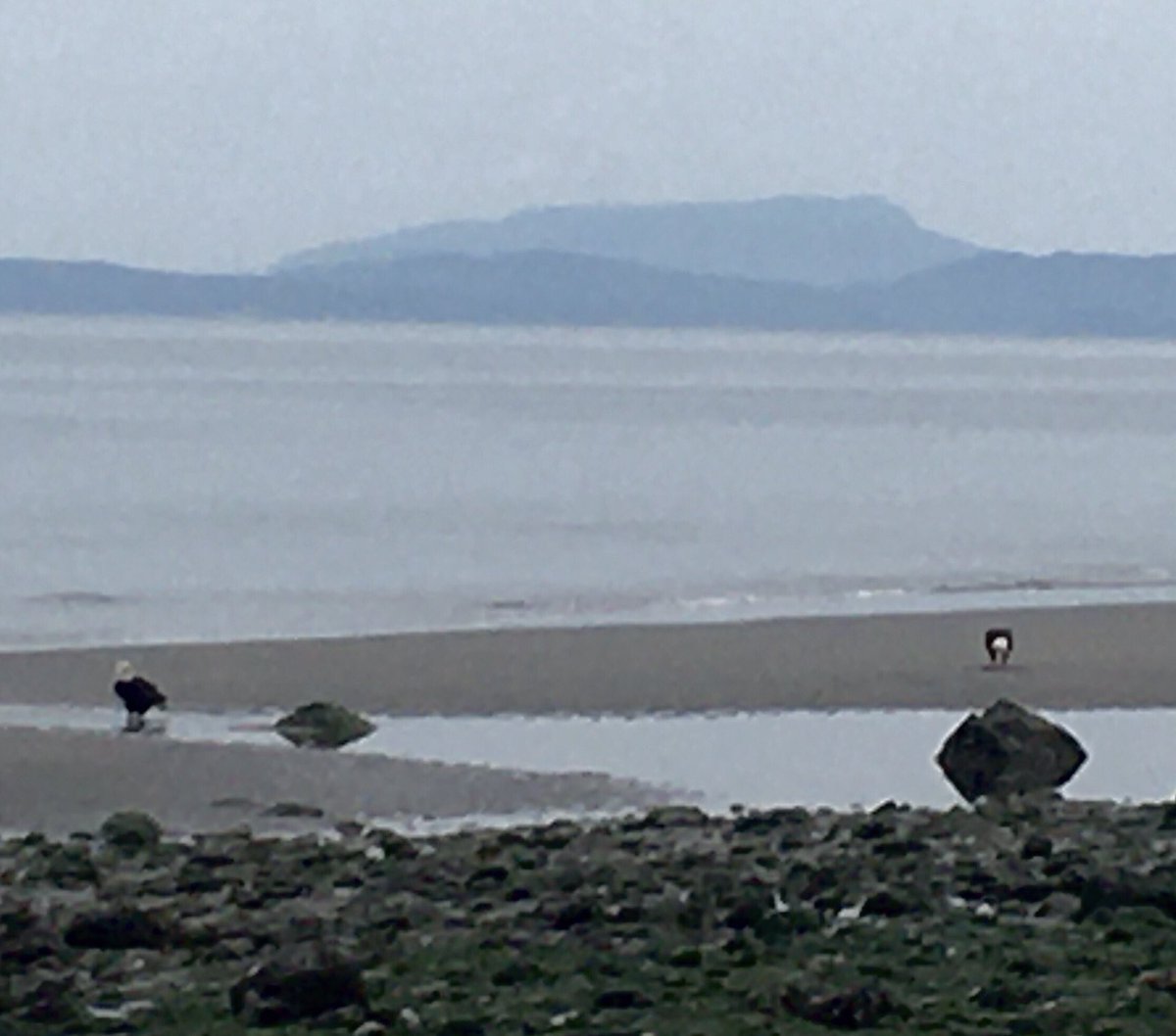 whidbey96's tweet photo. On ⁦@Whidbeyislandus⁩, even Bald Eagles know how to practice social distancing.  Maybe humans should follow suit? ⁦@OakHarborWA⁩ ⁦@WAStateAwesome⁩ #covidusa https://t.co/dA61OvKP1L