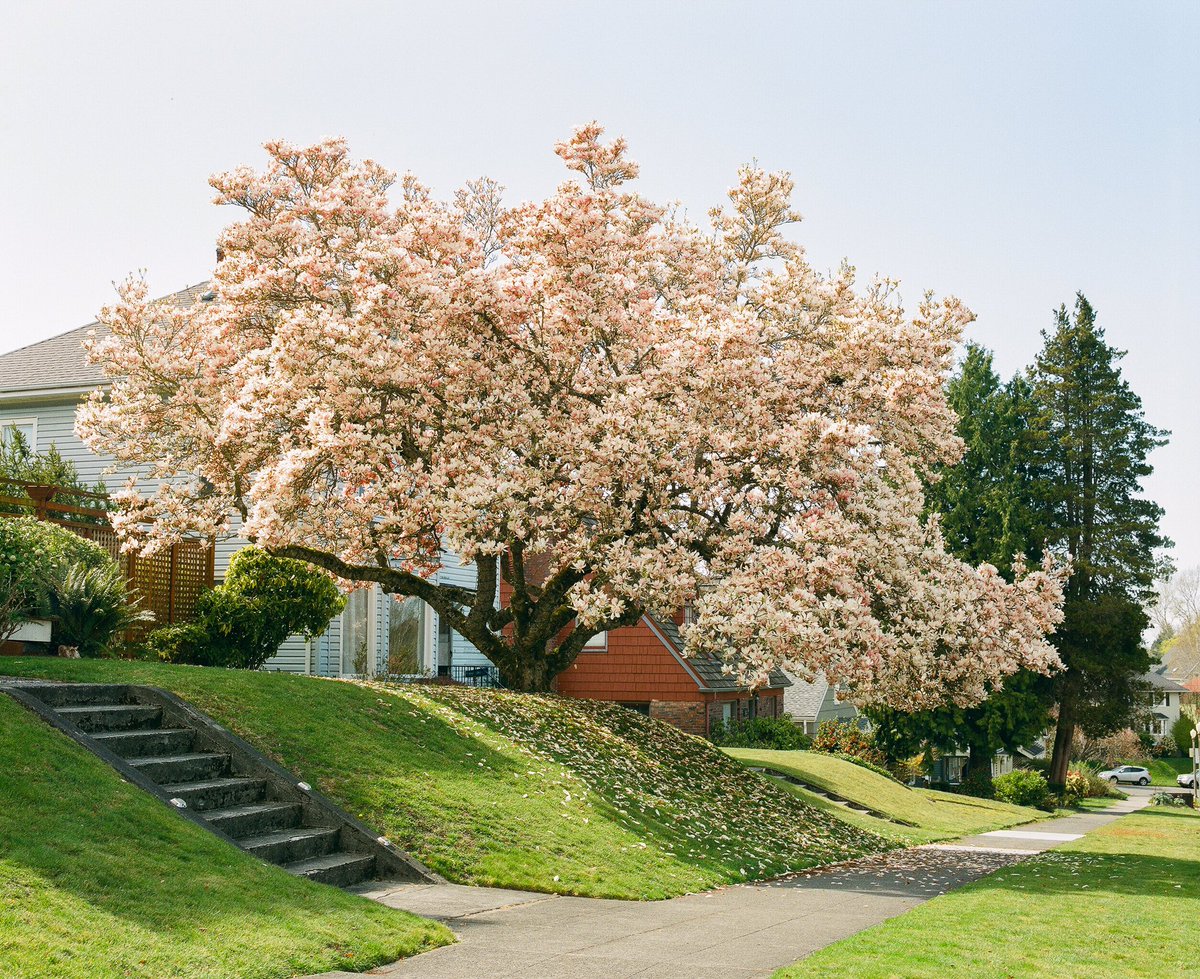 JoeyMaclennan's tweet photo. Spring in Tacoma. https://t.co/Q5s99kTC2v