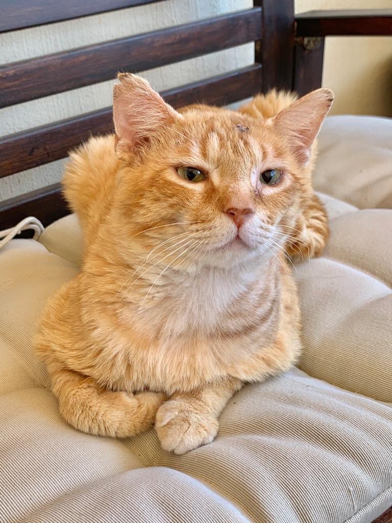 Así de guapo os da Sofrito las #BuenasNochesATodos ! #AdopcionResponsable para nuestro campeón!