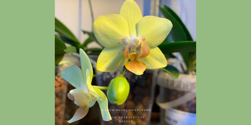 Ever impulse buy &amp; later find stem rot? I packed this little one with cinnamon and here's her first rebloom. #orchidcommunitychatter #growingorchidsathome #GOAH #semihydro #leca #orchids #homegrownorchids #orchidsoftwitter #ikea #phalaenopsis #NOID