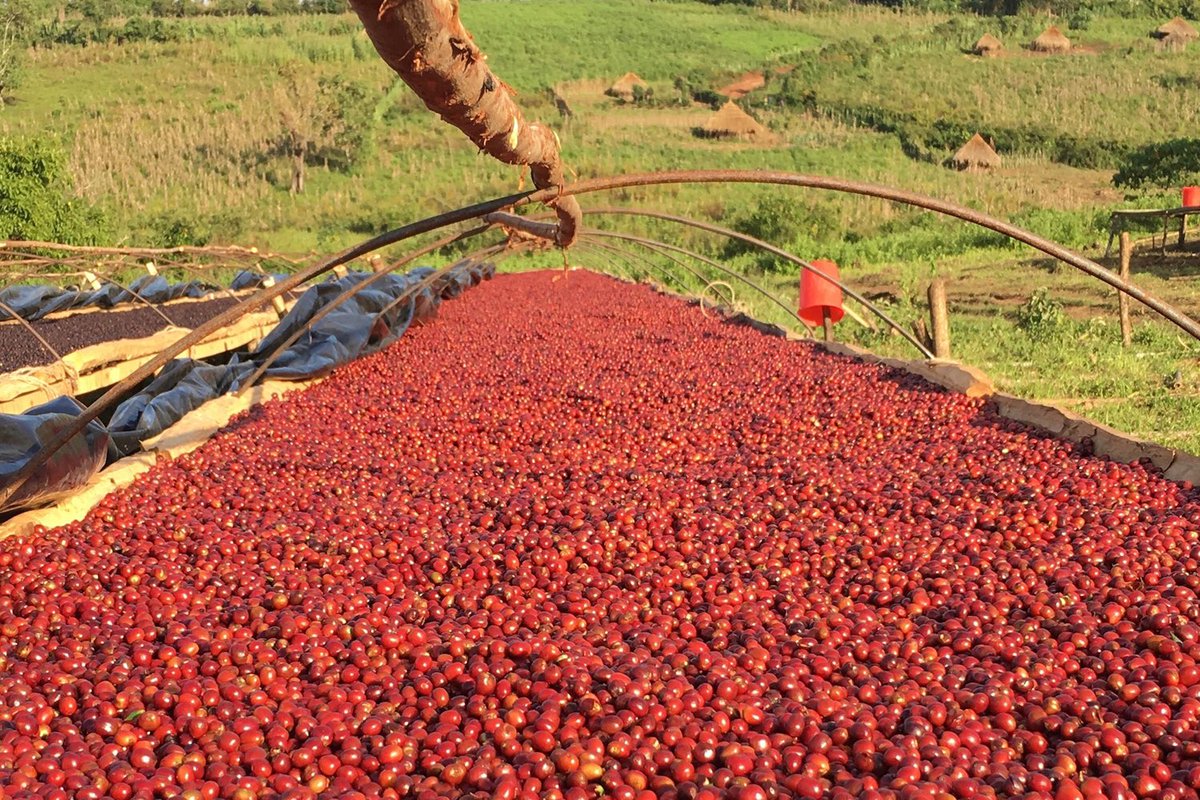 (7) Coffee (Buna) was discovered in Ethiopia and is the largest producer of coffee in Africa