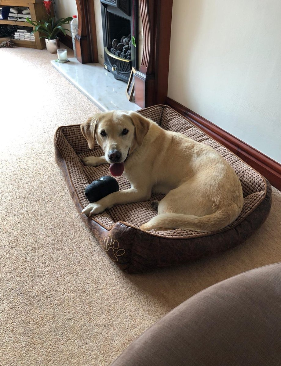 Thank you for all the kind messages. As you can see, RPD Toby has settled into his new home nicely. #NoMoreShiftWork 👌