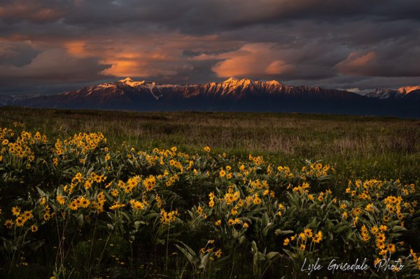 eastknow's tweet photo. Local biologist Ian Adams shines light on the East Kootenay’s most stunning and best-known floral display, #arrowleaf balsamroot.
https://t.co/g0ZSlLTJo5 https://t.co/vHXF3VrWIc