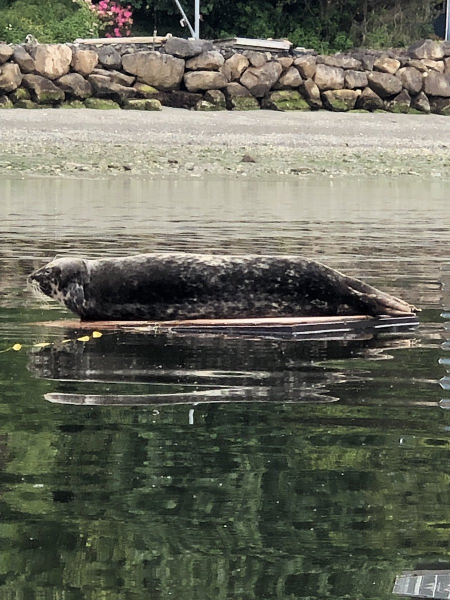 PatCodes's tweet image. Kayaking