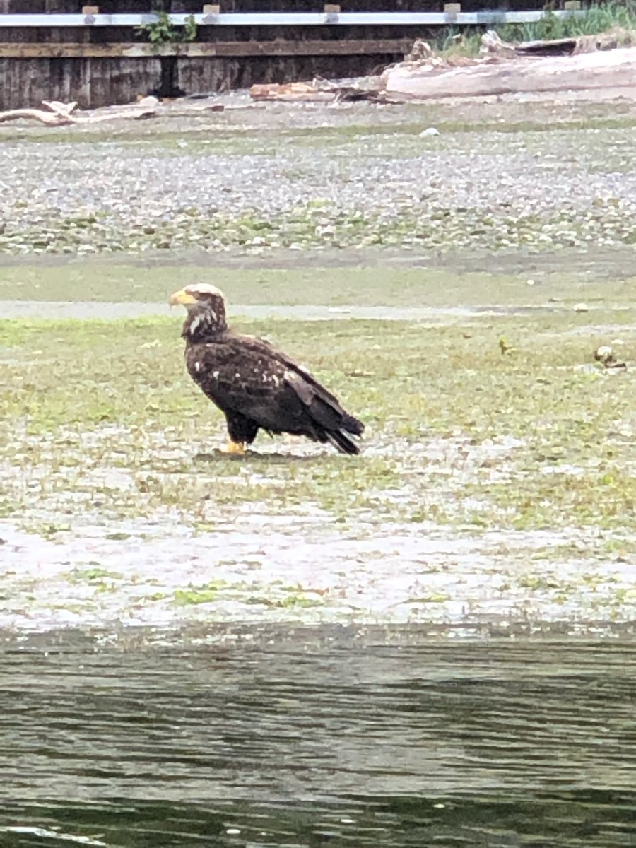 PatCodes's tweet image. Kayaking