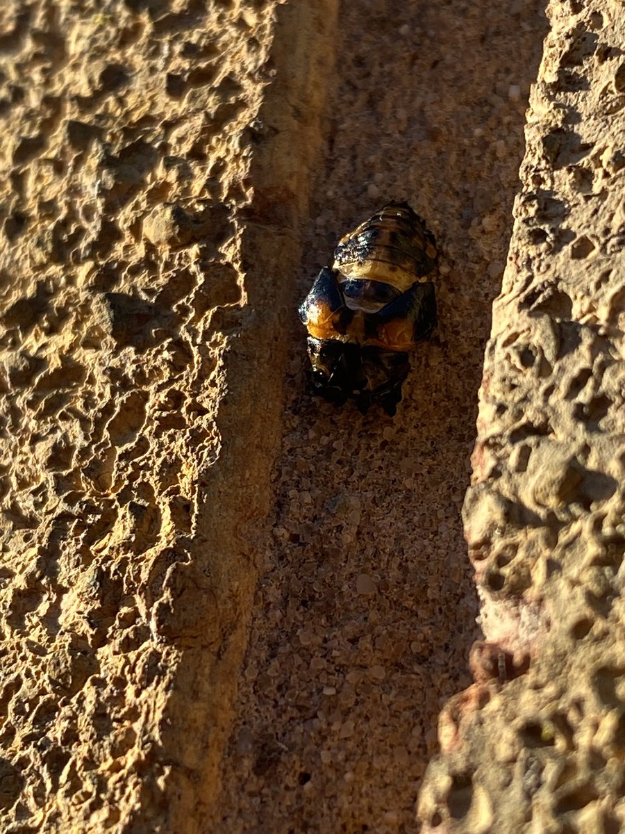 CSimbald's tweet photo. Some more #wildlifephotography pictures from our #garden including what we think are #ladybird #lavae shedding. And a #bumblebee on our hebe. @Buzz_dont_tweet @BumblebeeTrust @InsectNews #insects https://t.co/qWycK2NbRG