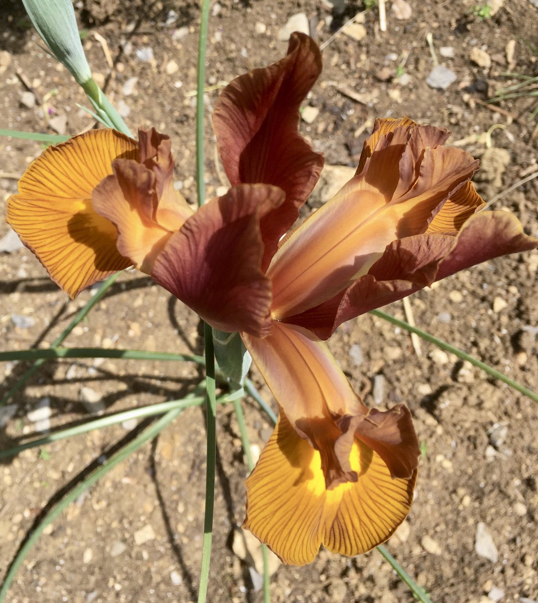SeasonalBlooms's tweet photo. New favourite Iris, Lion King. #flowerfarmer #Growyourown #Bathlocal @FarmerGracy https://t.co/5yYZXdLo8o