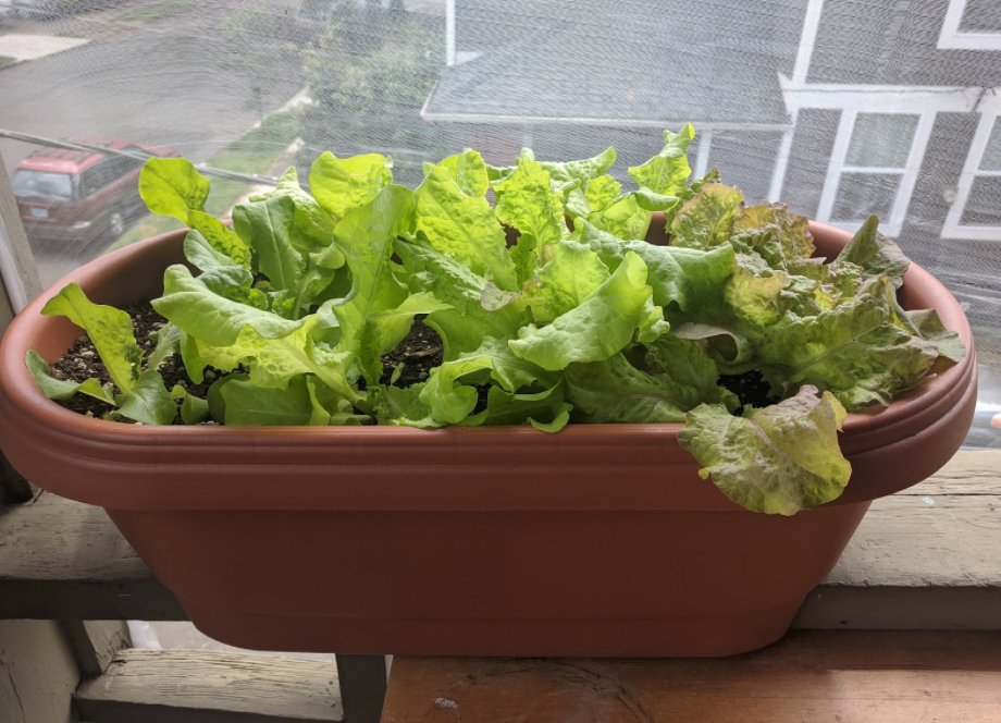Three different, tasty lettuce varieties starting to crowd each other. Looks like its #saladtime #STEM #growtogether #talesofgardening #containergardening