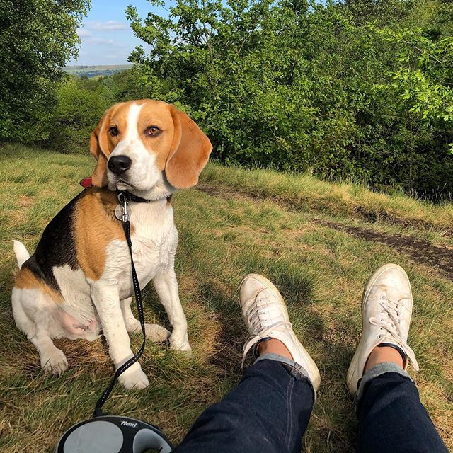 DarwinLeeds's tweet photo. #merrydale 🍃
.
.
.
#darwinleeds #slawit #slaithwaite #yorkshire #outdoors #dogwalk #dogwalking #sunday #sundayfunday #enjoyingtheview #admiringtheview #rollinghills #beagle #beaglelife #beaglefun #beaglecute #beaglelove…

📸 https://t.co/NAyoJZQK4t via https://t.co/vQrUJWGINM https://t.co/FSyuo6ZQJ3