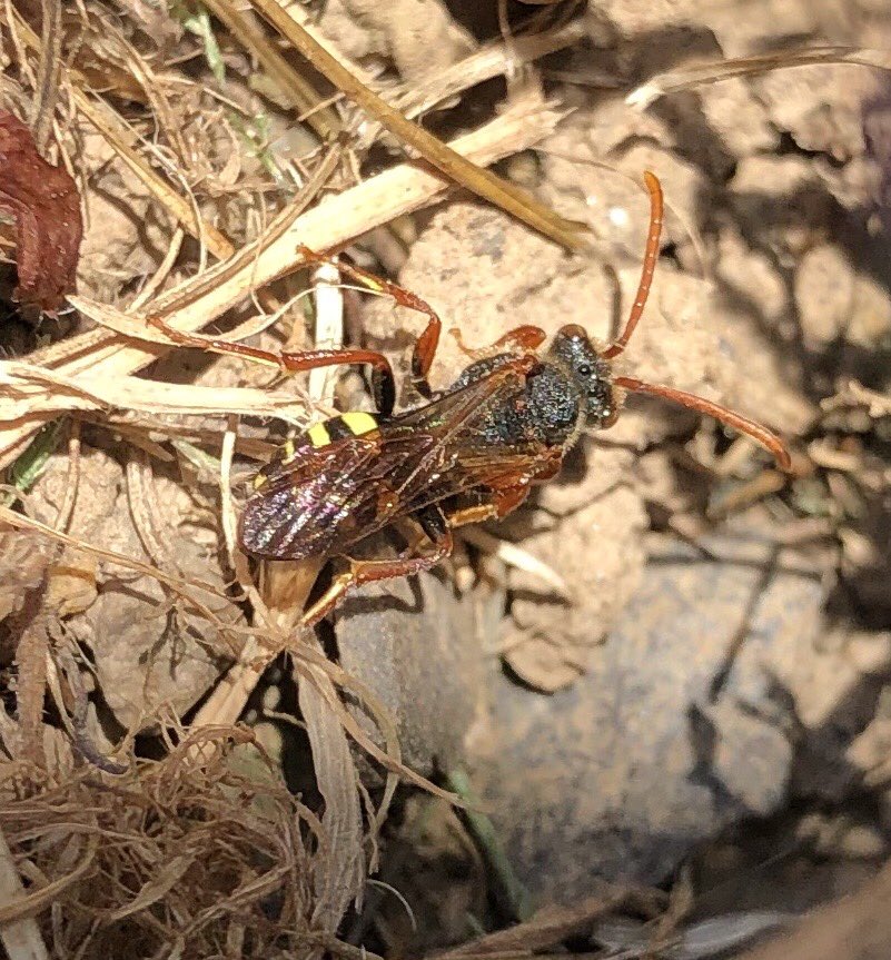 BackFarming's tweet image. While getting a plot in the garden ready to plant some plants for pollinators I noticed these lads going in and out of holes in the ground. Some form of mining bee ?? ⁦@BioDataCentre⁩