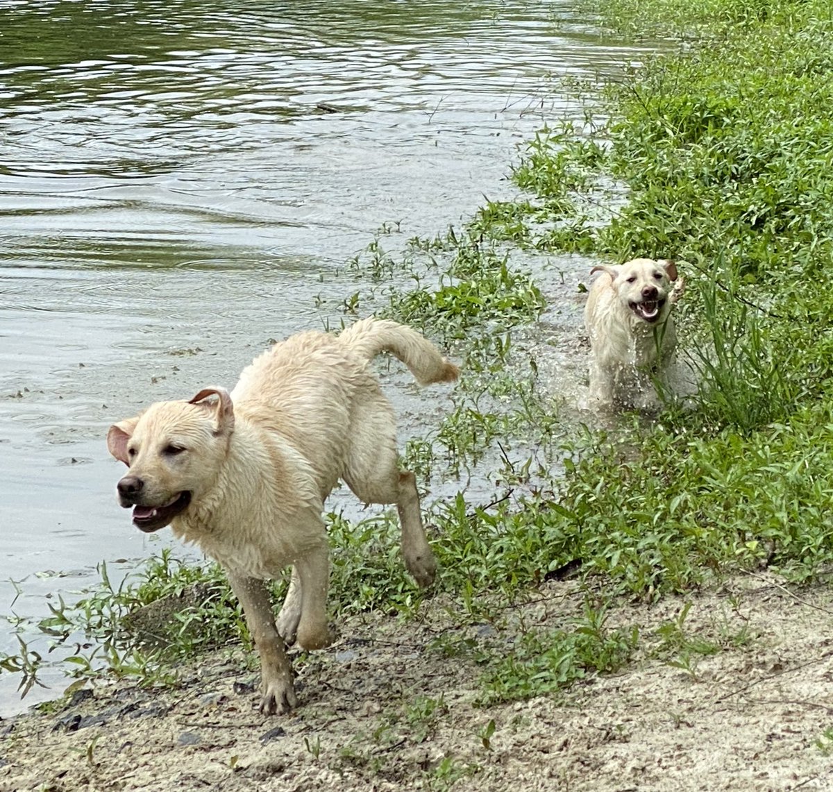 ann klee tweet media