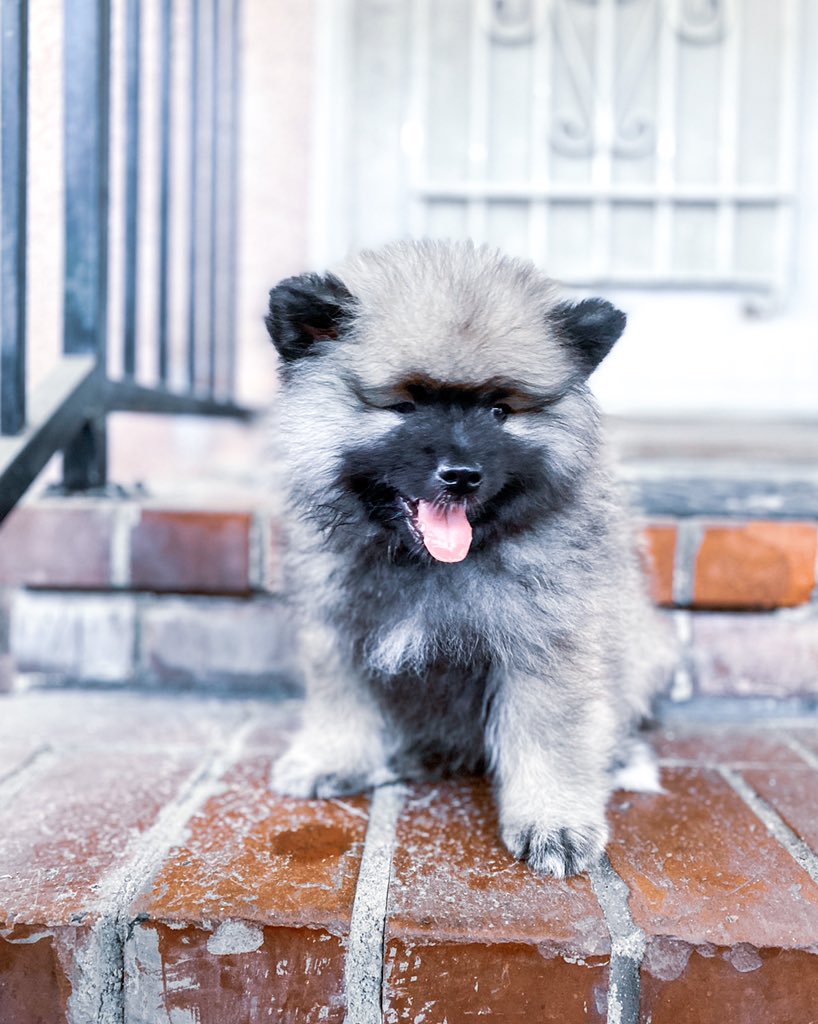 Everyone say hi to Maslow! He is a Keeshond and the newest member of our family! We love him so much already and hope you do too ❤️