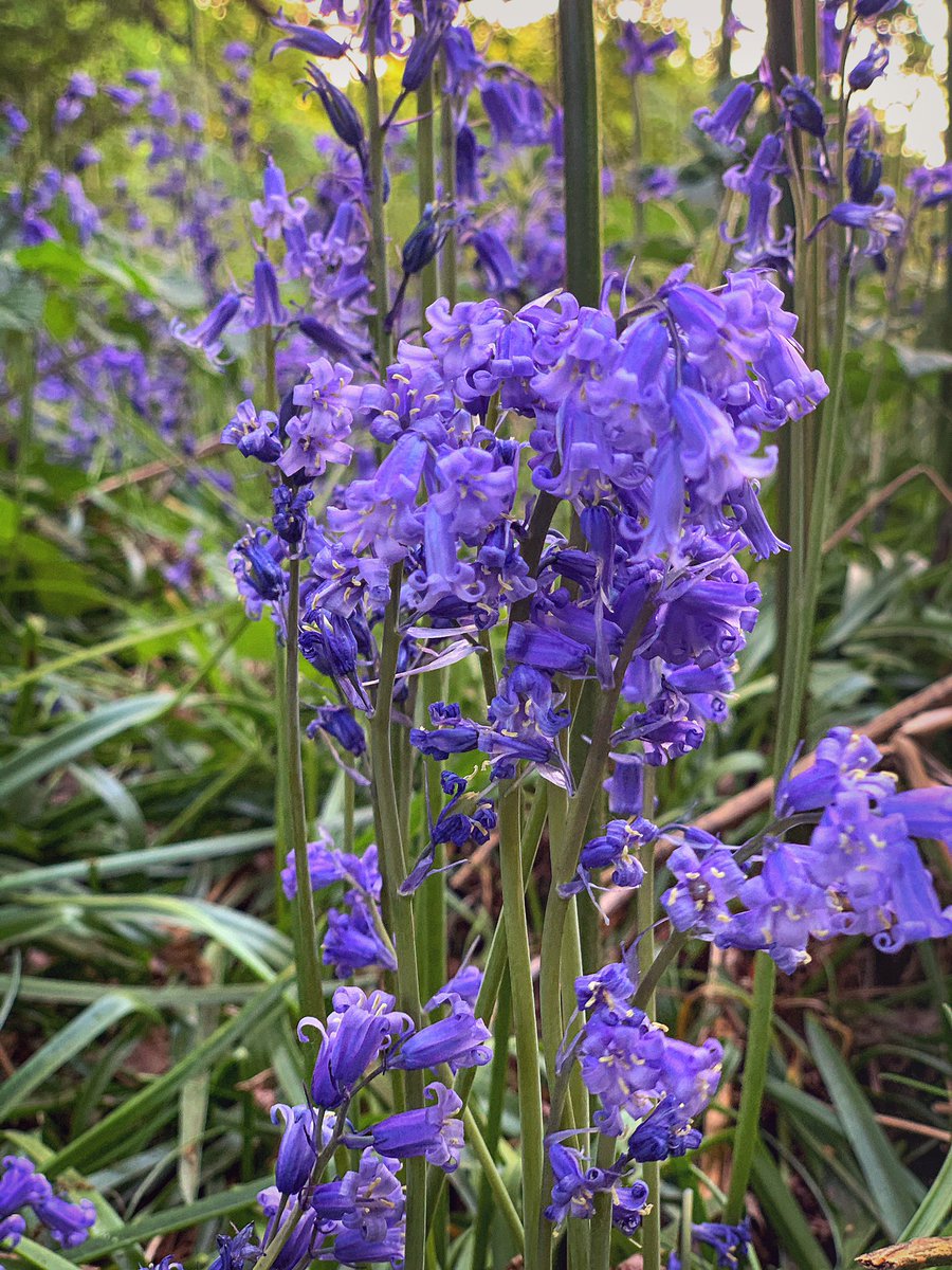 lisa_j_dawson's tweet photo. Stunning walk through some bluebell fields with Patchey tonight... takes my breath when I see nature so stunning. So relaxing 💜💜💜💜☀️ #nature #outdoors #bluebells #bluebellfields #stunning #naturelovers #naturegirl #jackrussell #nature_perfection #naturesbeauty https://t.co/E4LvrXRA6n