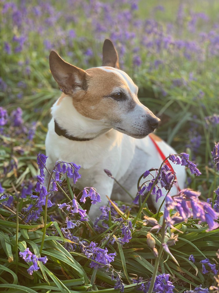lisa_j_dawson's tweet photo. Stunning walk through some bluebell fields with Patchey tonight... takes my breath when I see nature so stunning. So relaxing 💜💜💜💜☀️ #nature #outdoors #bluebells #bluebellfields #stunning #naturelovers #naturegirl #jackrussell #nature_perfection #naturesbeauty https://t.co/E4LvrXRA6n