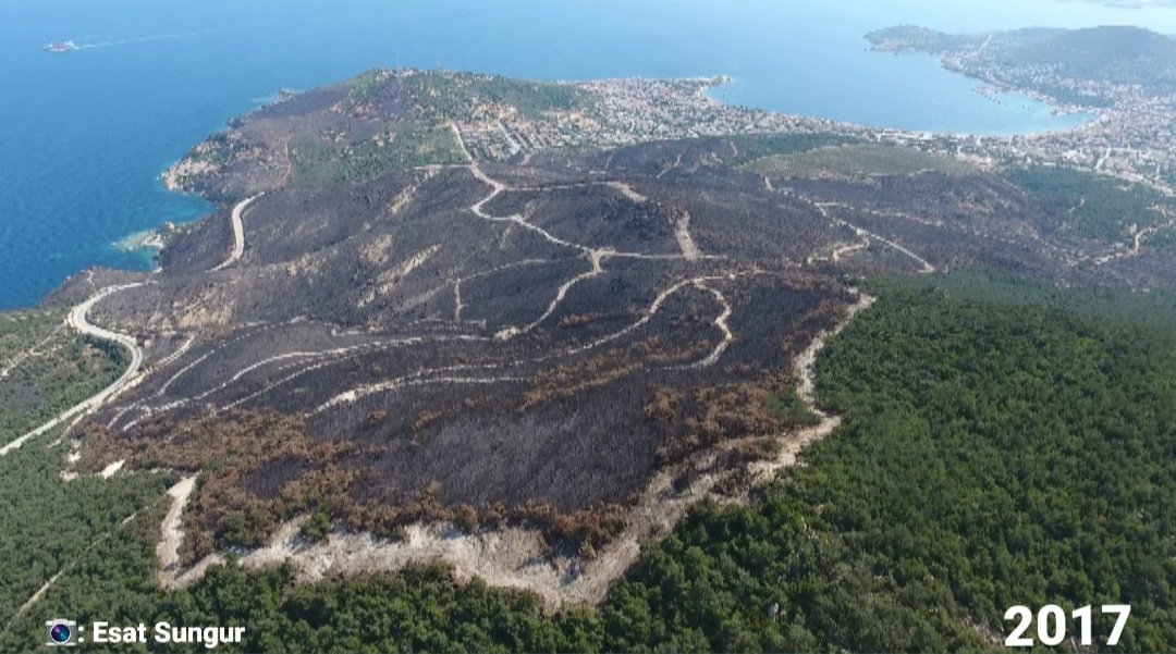 SefiBolge's tweet photo. İzmir, Foça Kızıldağ mevkiinde 2017 yılında yanan orman küllerinden yeşertilmiş.

Hem yangının söndürülmesinde hem de yeniden ağaçlandırılmasında emek veren İzmir Orman Bölge Müdürlüğü ekiplerine teşekkürler. https://t.co/Yi3vVCpR4r