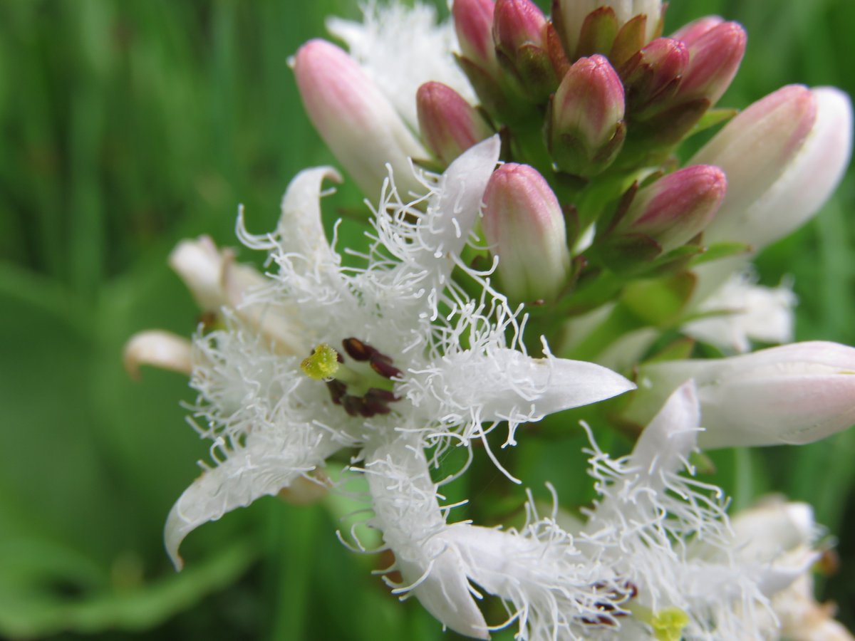 #wildflowerhour Bogbean. What a beautiful, intricate flower.