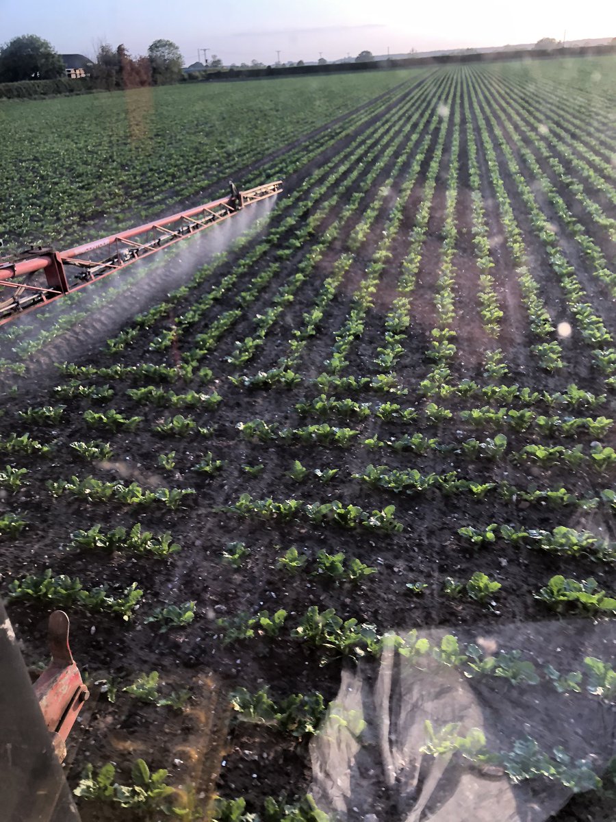 Lovely evening for final herbicide on sugar beet <a href="/alec_mcnulty/">Alec McNulty</a>
