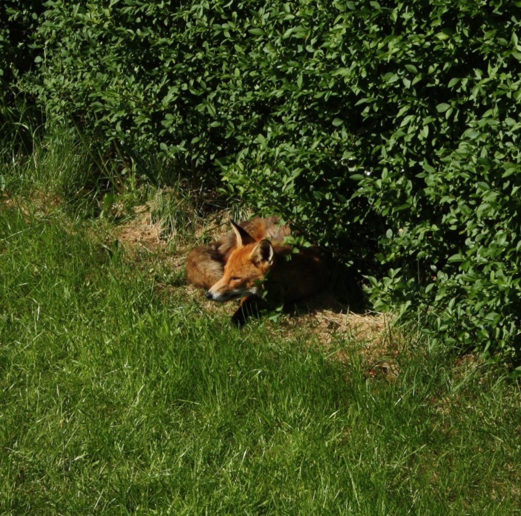 AlbFreeman's tweet photo. I had a sunbathing fox visit my garden this afternoon. It was very relaxed about my presence. I challenge you to look at it yawning without yawning yourself. https://t.co/DYrsRbgRpJ
