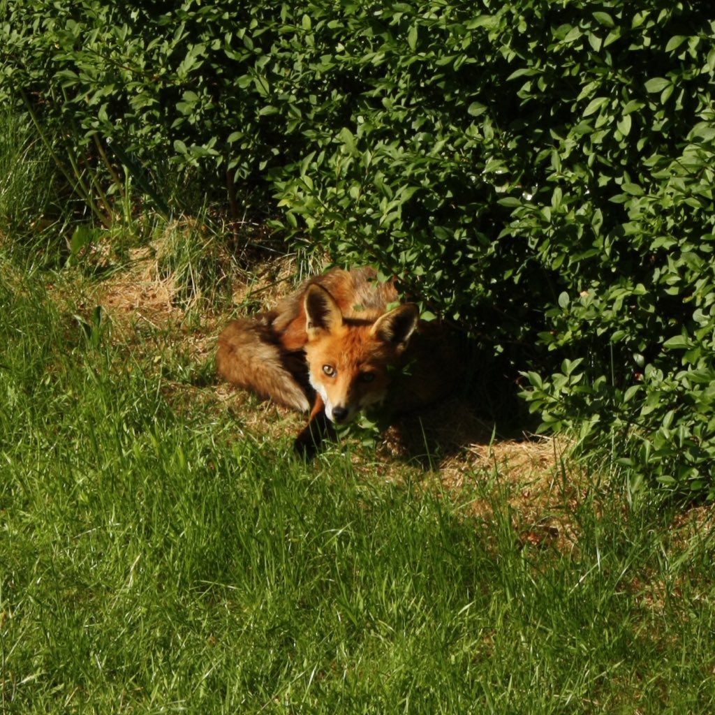 AlbFreeman's tweet photo. I had a sunbathing fox visit my garden this afternoon. It was very relaxed about my presence. I challenge you to look at it yawning without yawning yourself. https://t.co/DYrsRbgRpJ