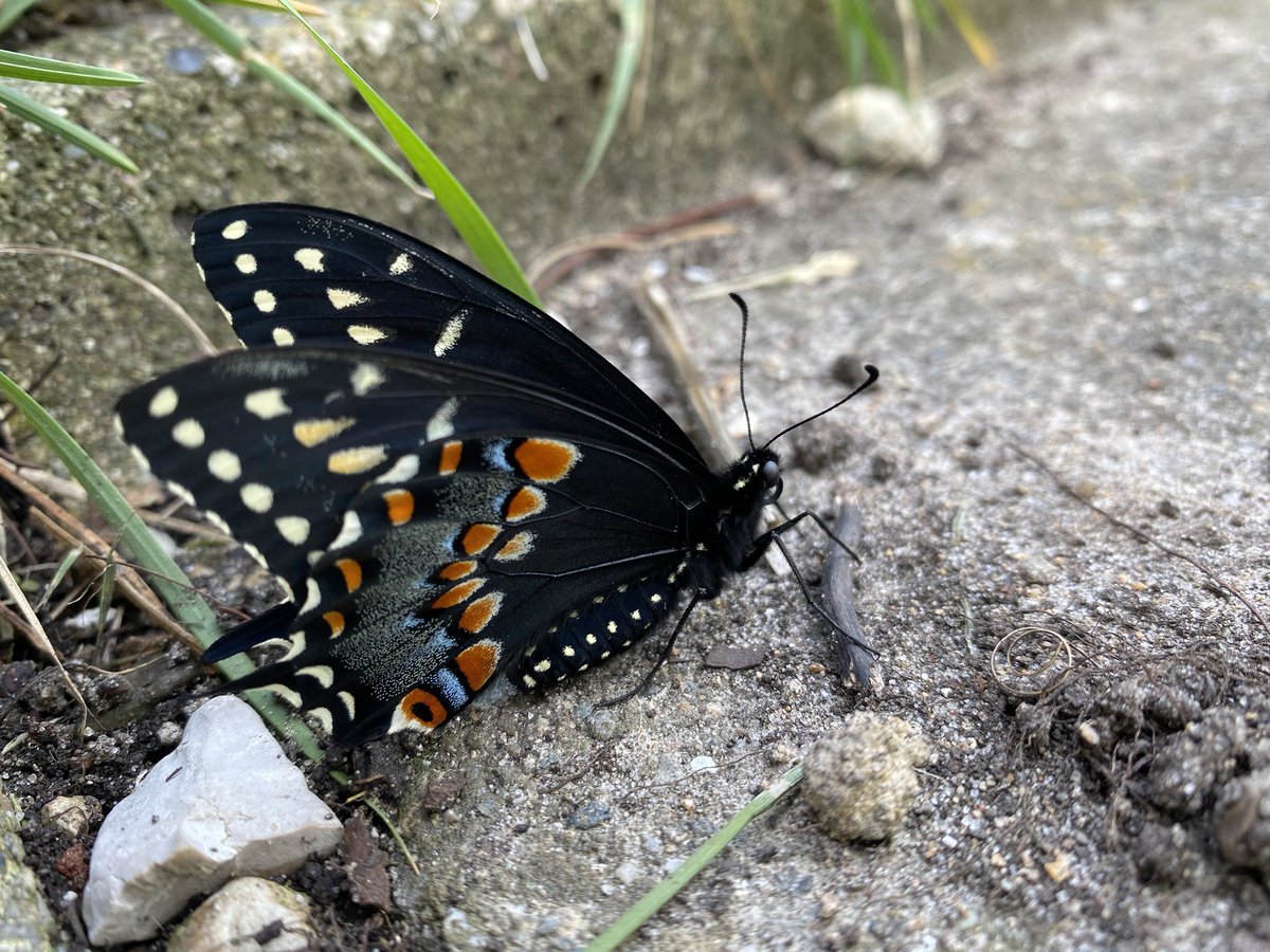 NerdsWin's tweet photo. MY CATERPILLAR THAT OVERWINTERED LAST YEAR JUST CAME OUT OF ITS CHRYSALIS https://t.co/wffvbyJglL