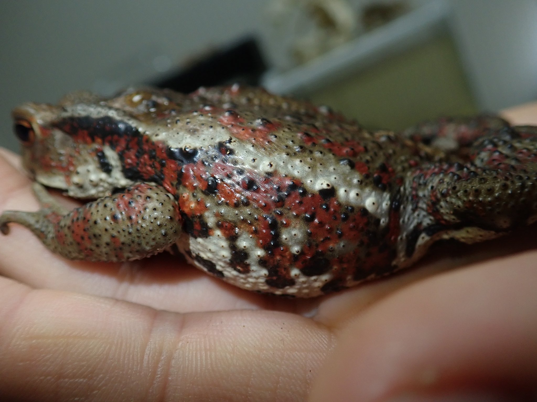 蟇丸 有毒生物を4種類投稿してみる ヒキガエル は 両生類 で一番好きな種類です ニホンヒキガエル ミヤコヒキガエル ナガレヒキガエル アズマヒキガエル T Co C4gmkbqy4k Twitter