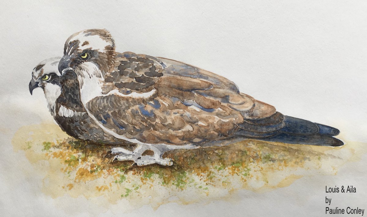 VynFox's tweet photo. My wife's watercolour of Louis &amp; Aila, the ospreys at the @WoodlandTrust Loch Arkaig nest. (From a screenshot, May 15th at 14:31:11) https://t.co/ihODUEum0L