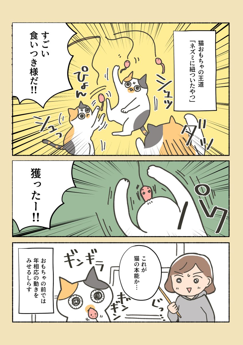 三毛猫しらす日記②

どこのお宅の猫もこんな感じなのかな…?
ねことおもちゃの話。 