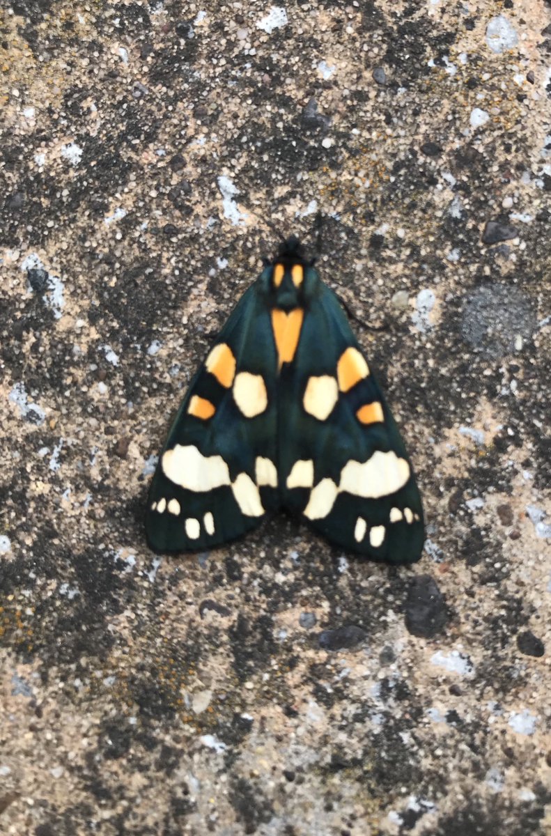 churn_owl's tweet photo. One I never saw in Surrey, Scarlet Tiger, Astley, Worcs. https://t.co/CEeyVJYxX6