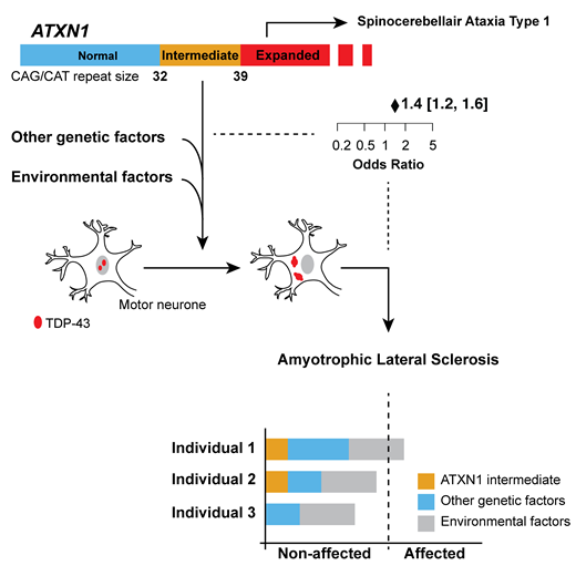 @BrainComms (@braincomms) on Twitter photo Tazelaar et al. show an association between intermediate ATXN1 repeat expansions and ALS, possibly via mislocalization of TDP-43, emphasizing the role of polyglutamine expansions in the pathophysiology of ALS bit.ly/30r9tHk <a href="/_Makeityours/">Project MinE</a> @LeonardvandBerg <a href="/AmmarAlChalabi/">Ammar Al-Chalabi</a> Tazelaar et al. show an association between intermediate ATXN1 repeat expansions and ALS, possibly via mislocalization of TDP-43, emphasizing the role of polyglutamine expansions in the pathophysiology of ALS bit.ly/30r9tHk <a href="/_Makeityours/">Project MinE</a> @LeonardvandBerg <a href="/AmmarAlChalabi/">Ammar Al-Chalabi</a>
