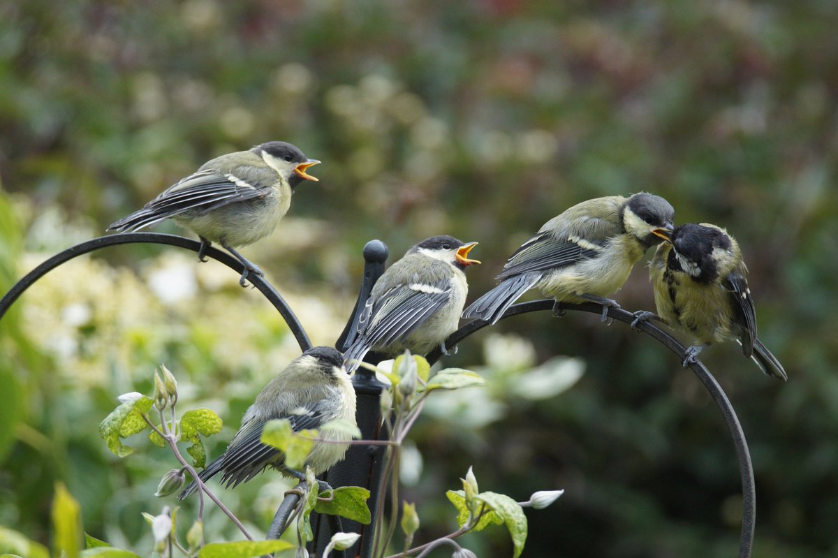 Ivimartha's tweet image. Oh so hungry