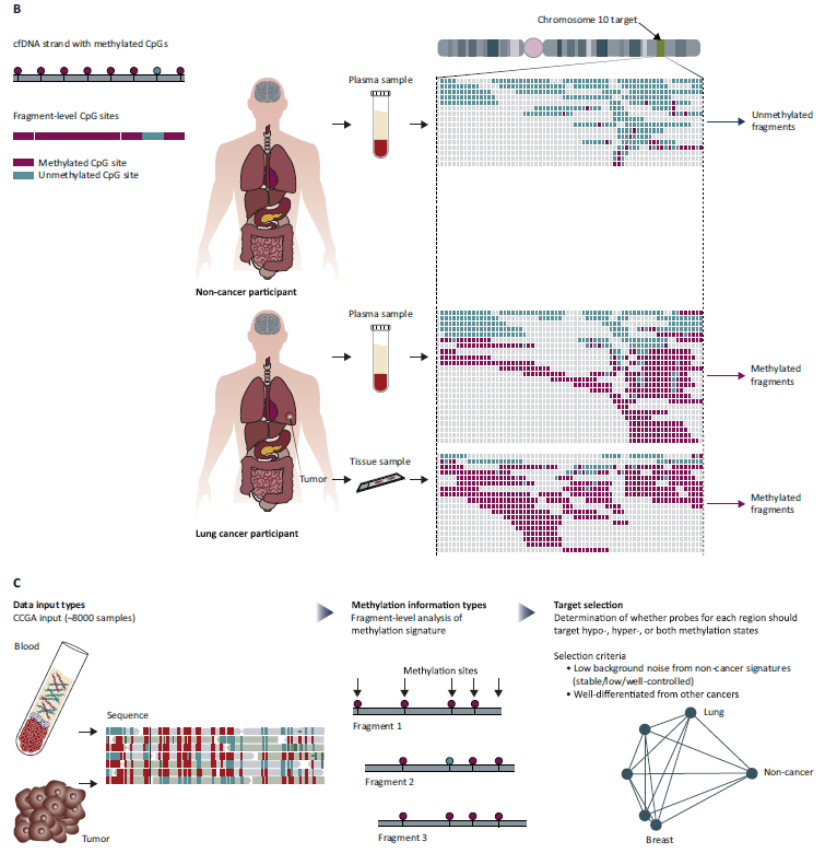 jsoriamd's tweet photo. The search for the optimal liquid biopsy allowing to screen asymptomatic people for several types of cancer is nicely illustrated by the CCGA study &amp; the DETECT-A trial. @Annals_Oncology 
https://t.co/8EKpC7R2tl
https://t.co/vXXXhxB5FW https://t.co/kay5K6AYAj