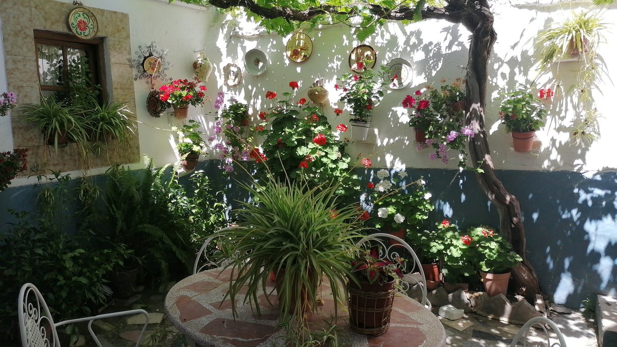 Maxaco2t's tweet photo. Bonito el patio mi abuela. https://t.co/WQZjQYtLhG